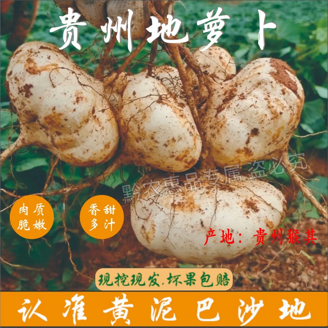 【中通生鲜专线】贵州猴其地萝卜农家新鲜水果沙葛番薯土瓜3-9斤