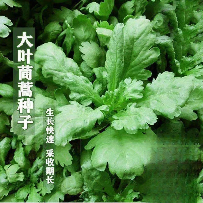 大叶茼蒿种子春秋冬蔬菜种子大全四季易种阳台盆栽大田皇帝菜种子