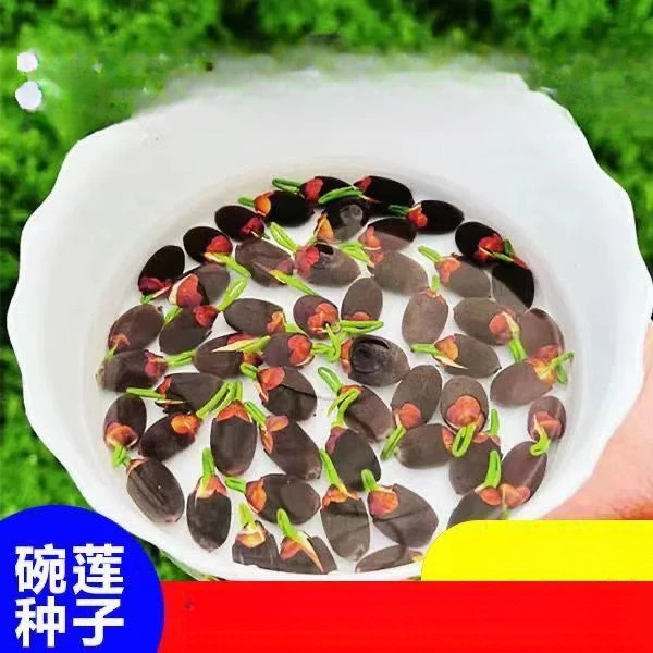 碗莲种开花遇水培水养绿植睡莲荷花无土盆栽花卉