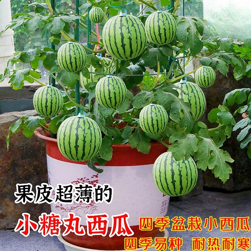 蜂蜜小西瓜种子无籽小西瓜种籽四季播种阳台庭院盆栽水果种子