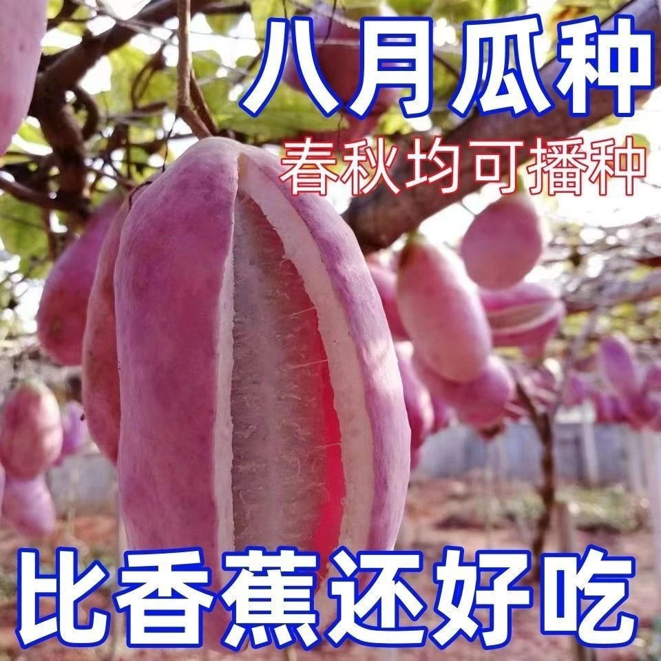 【今年新种】八月瓜种子八月瓜树种子爬藤食用水果无籽八月瓜