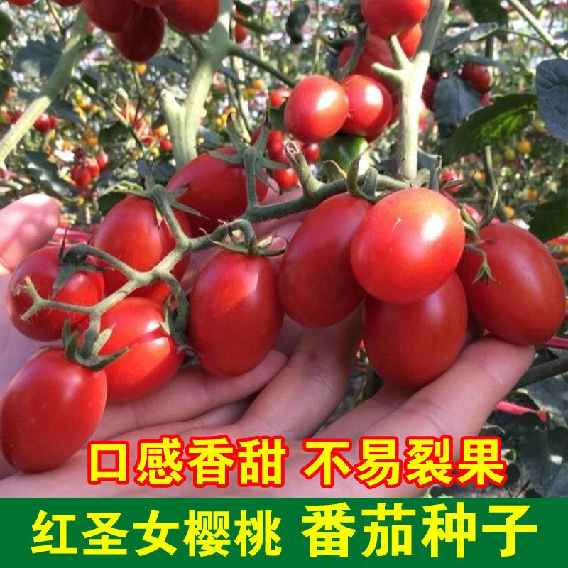 小番茄种子四季瀑布樱桃番茄种子圣女果种子庭院盆栽水果种籽