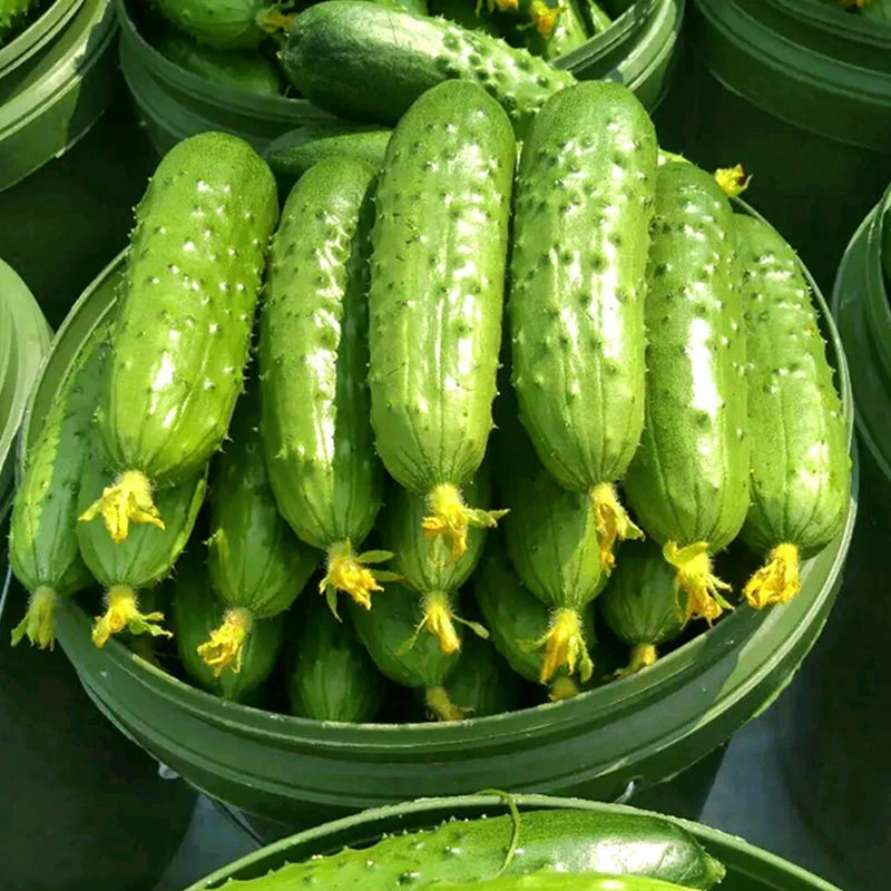比梨甜水果黄瓜种子春秋旱黄瓜种籽四季播唐山秋瓜耐热小黄瓜种孑