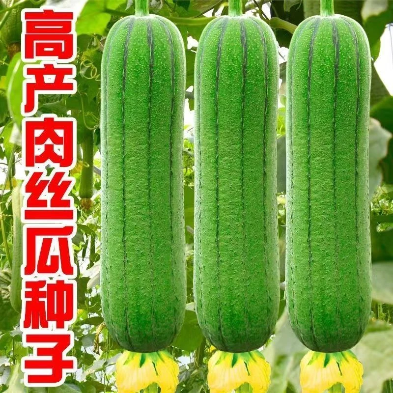 特大肉丝瓜种春夏秋季特长丝瓜籽农家庭院爬藤种子蔬菜菜种子