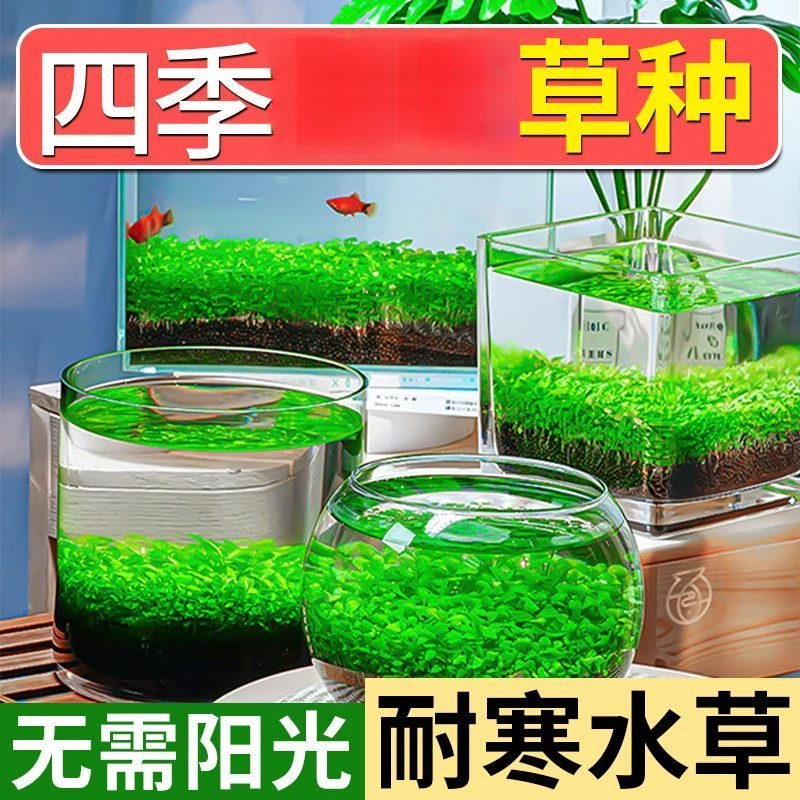水草种子迷你对叶草鱼缸前景草速成草坪种子水族箱造景牛毛草种子