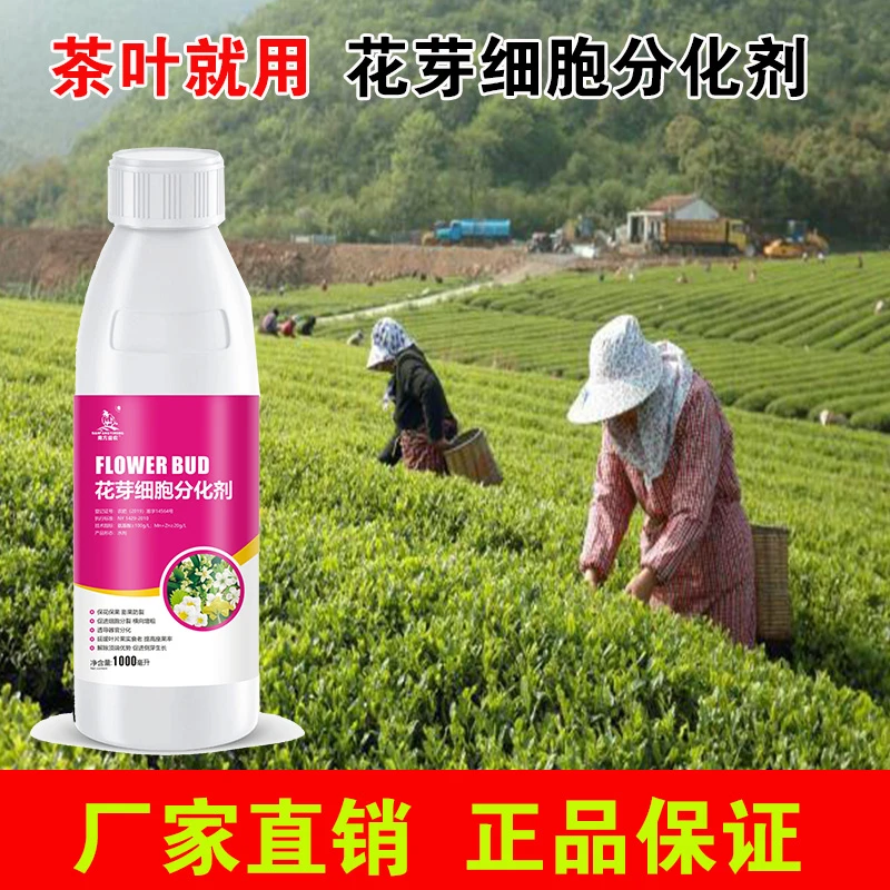 茶叶催芽叶面肥水溶肥促芽促长叶片肥厚打破休眠萌芽壮芽增产