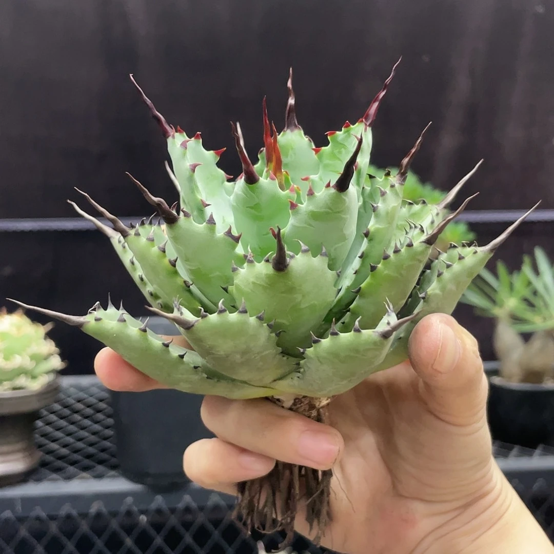 【闪购商品】哈**半曲八。