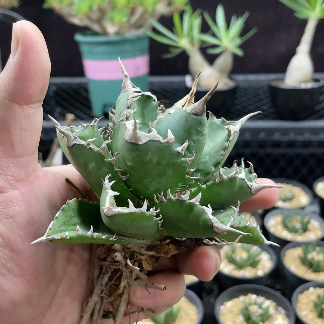【闪购商品】連座。