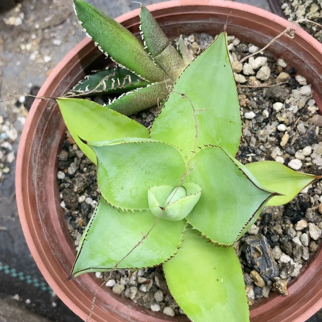 【闪购商品】UCB.