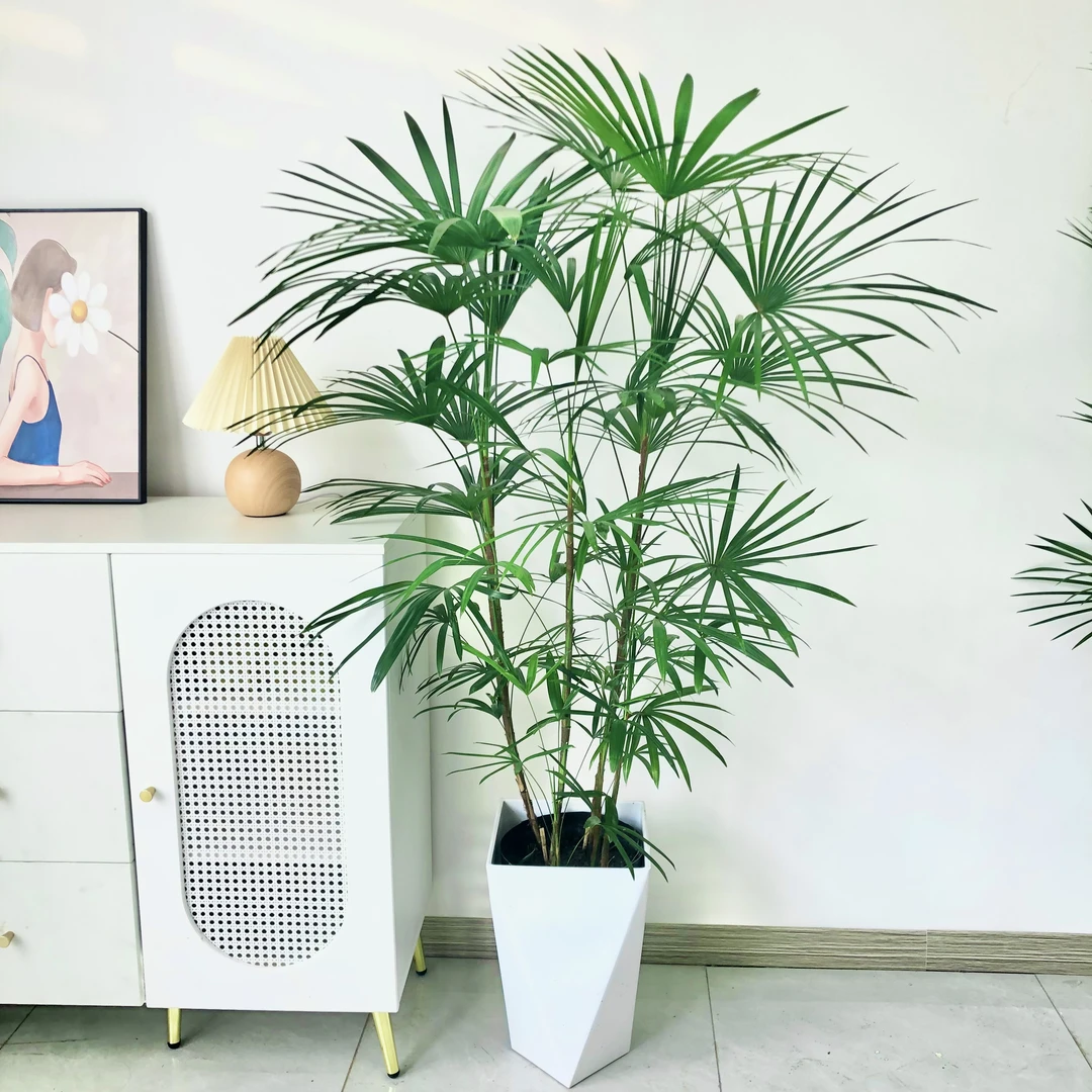 1.3-1.8米大型棕竹金山棕室内植物客厅植物办公室盆栽