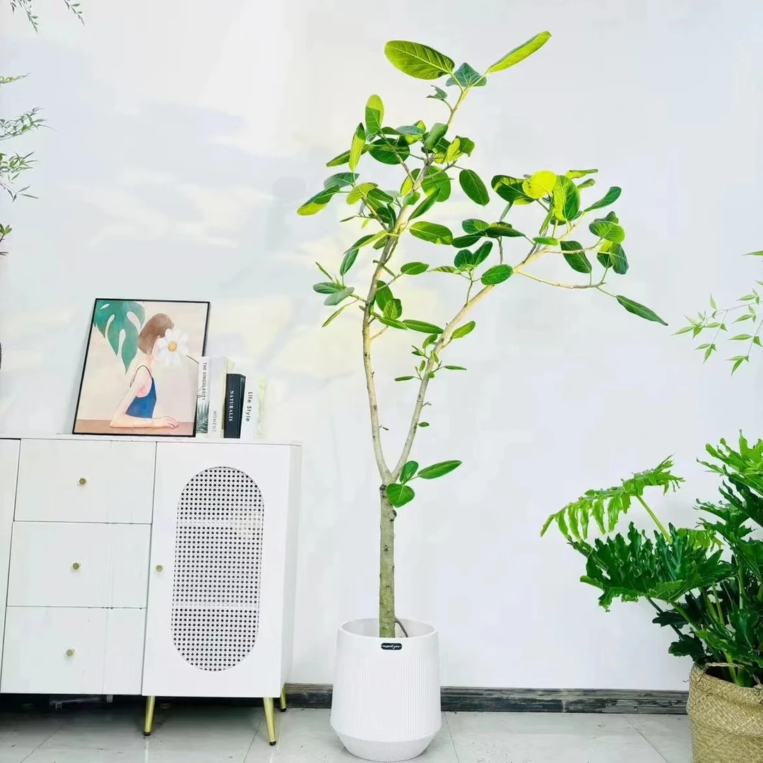 单枝孟加拉榕富贵榕单棵网红绿植室内净化空气绿植客厅阳台好养