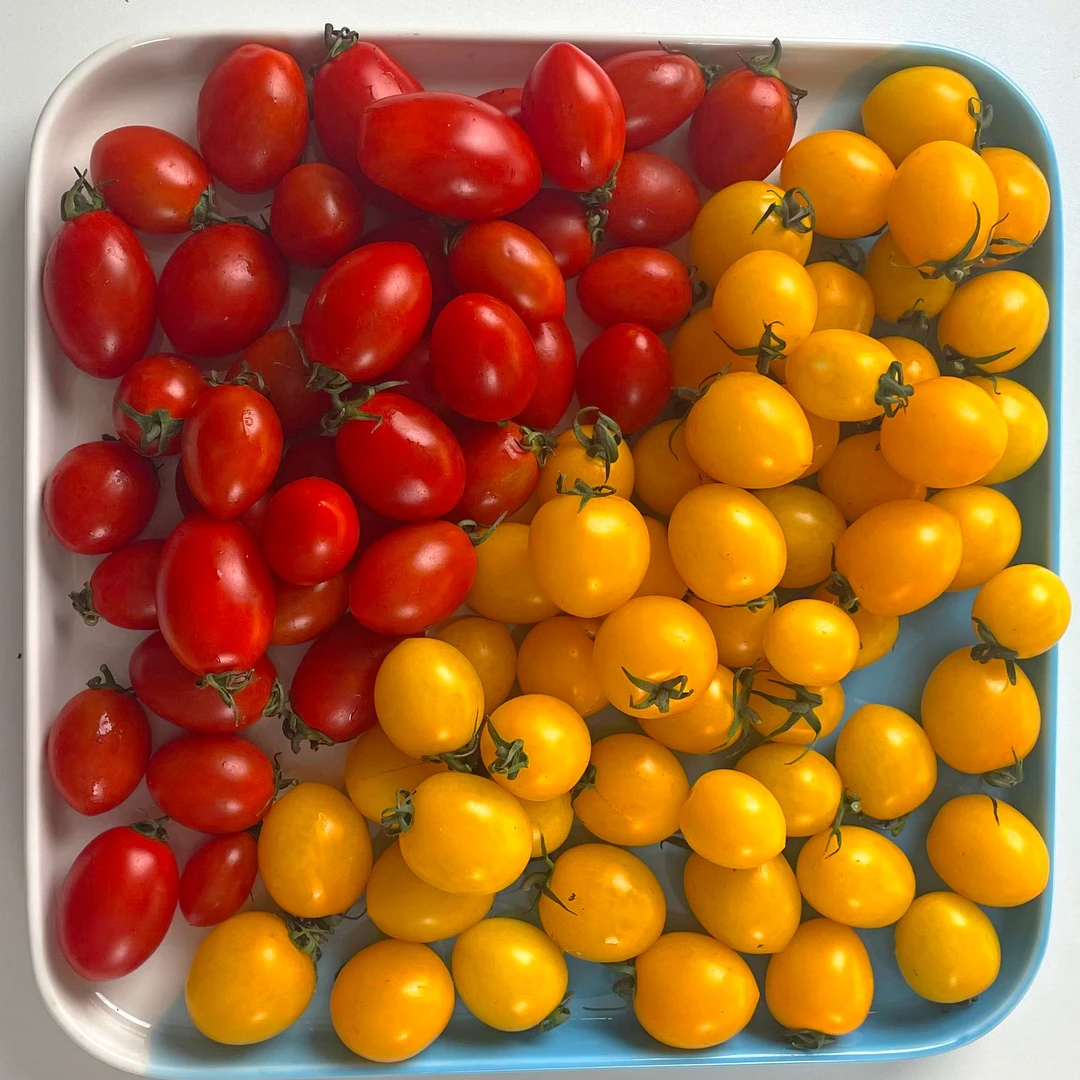 新鲜蔬菜水果小番茄