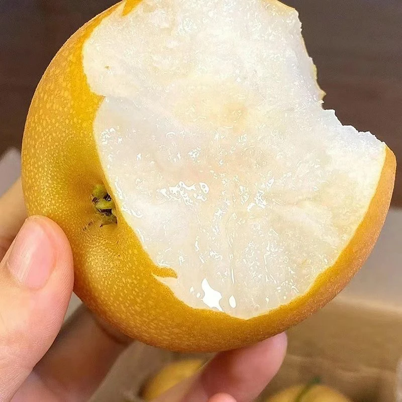 【秋月梨】正宗山东秋月梨新鲜应季水果现摘现发脆甜多汁原产地发货