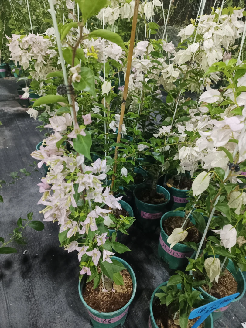 姬小桃三角梅盆苗