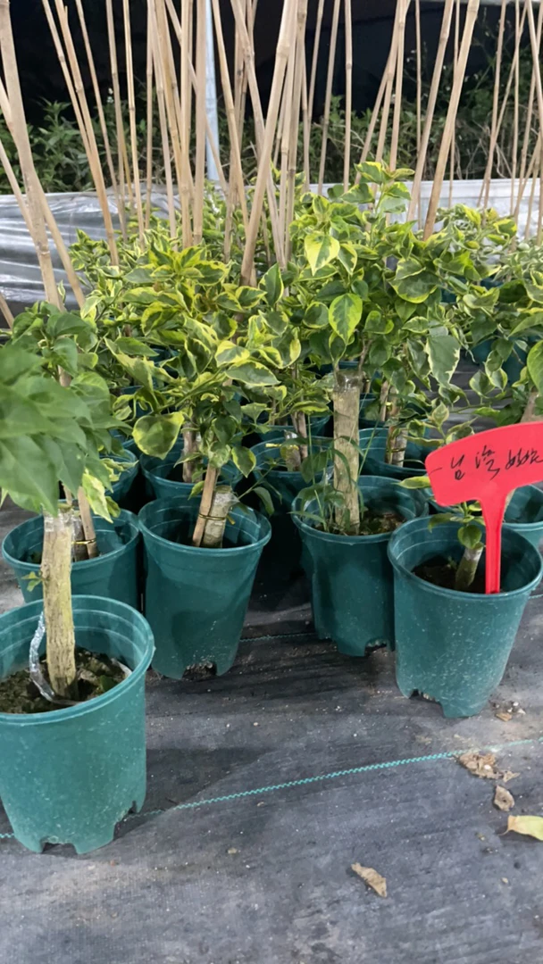 台湾姑娘三角梅盆苗