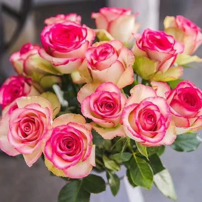 梦露【1.5加仑】月季花盆栽庭院阳台新手易养护