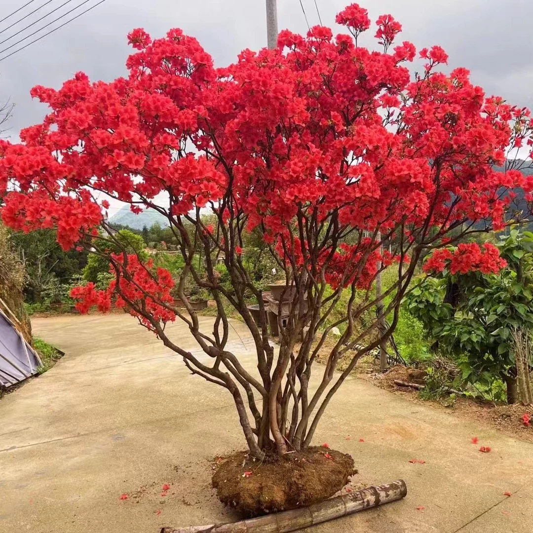 鸡血红映山红（100-500）