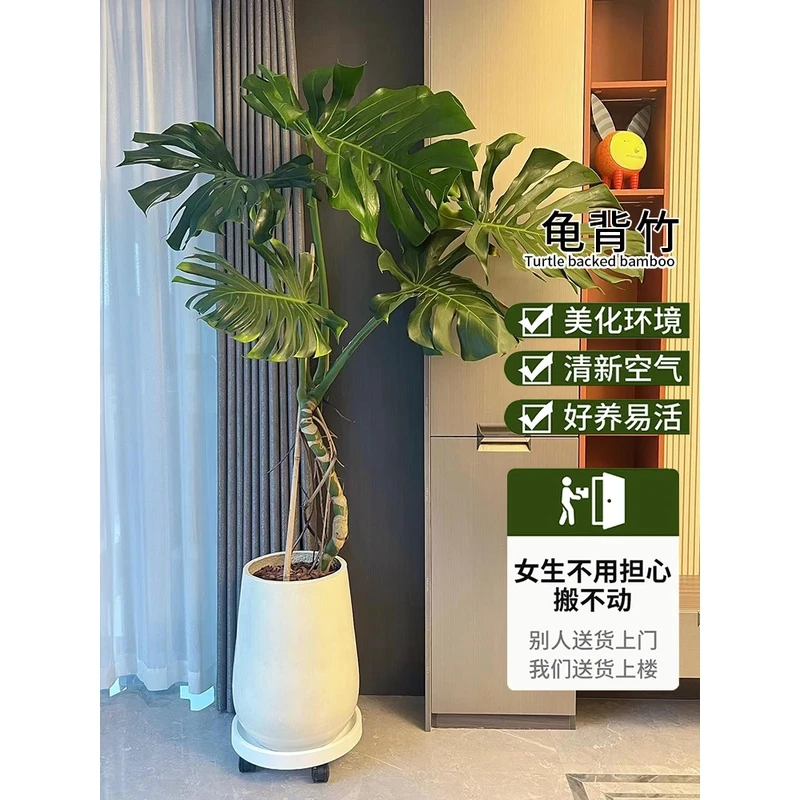龟背竹福利款大盆栽大叶开背次品植物室内客厅老桩龟背竹