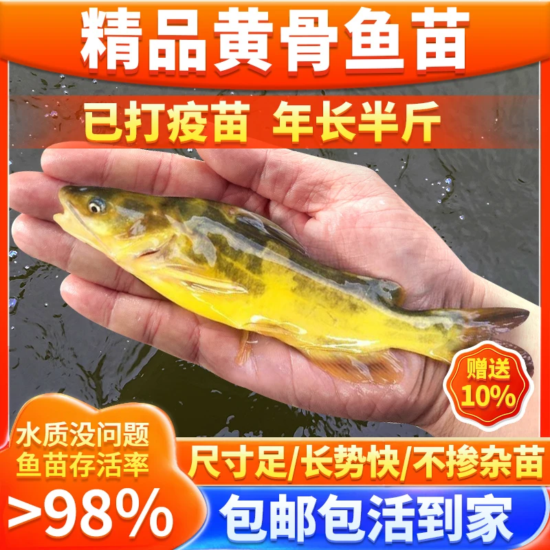 黄桑鱼渔场直发现捞