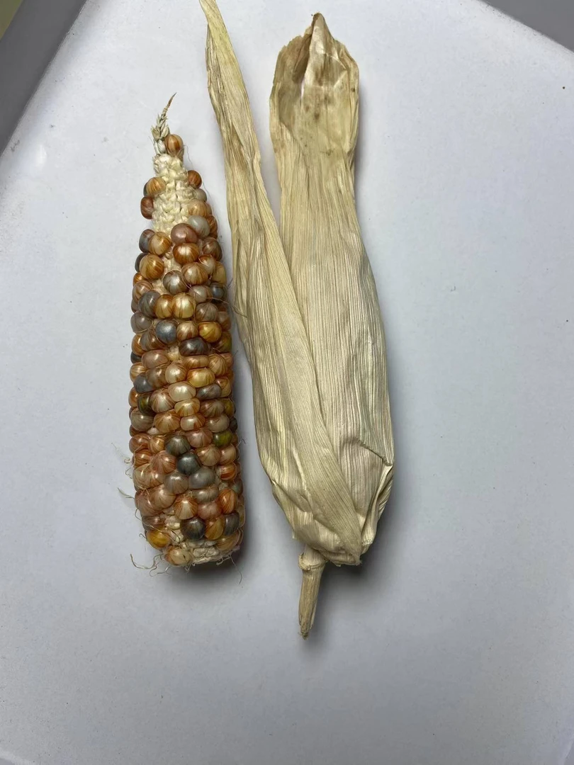 文玩小玉米手把件 车挂件 成品一物一拍直播间链接