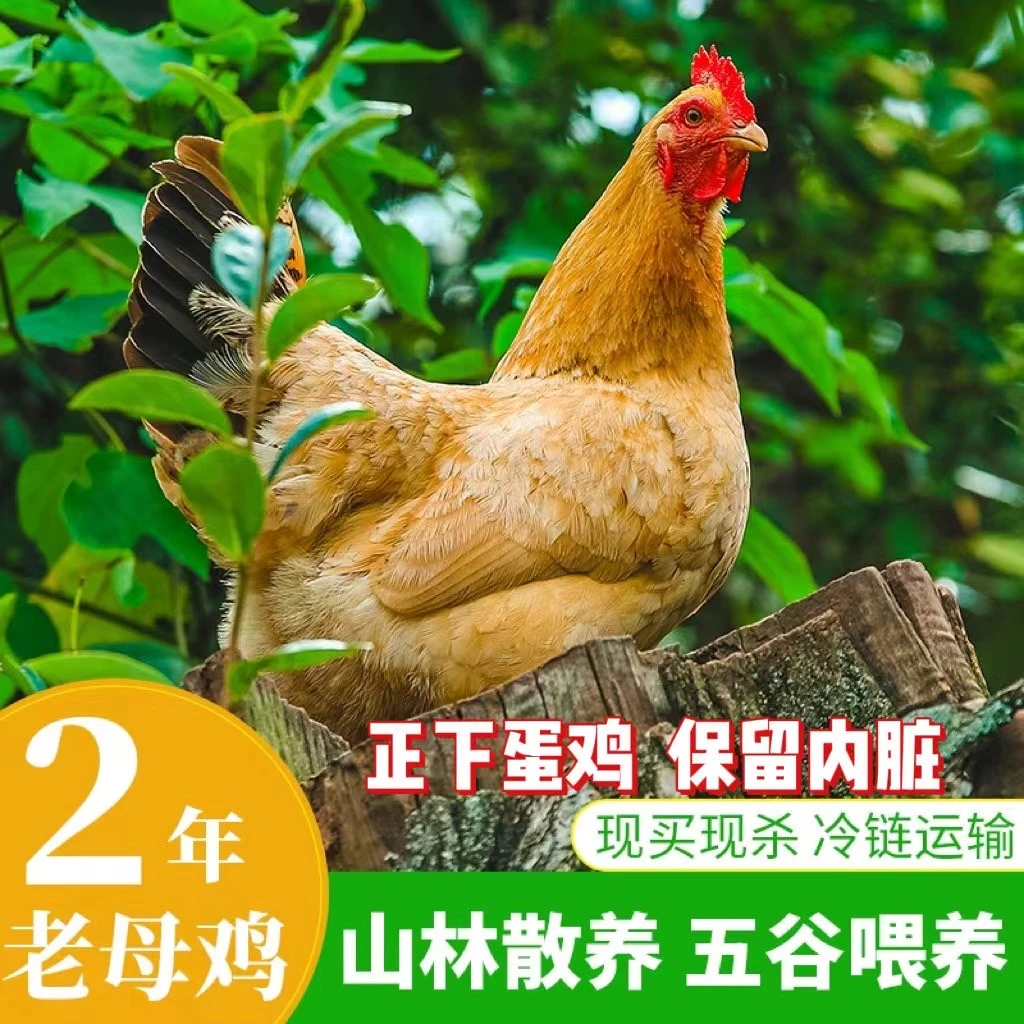 农家散养黄油老母鸡 拍一发四 共八斤