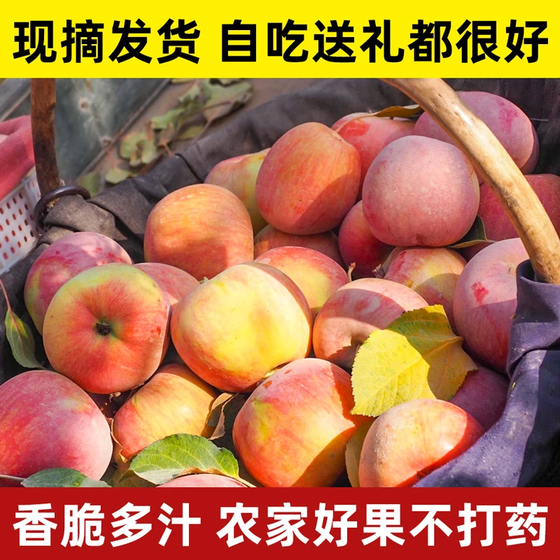 新疆阿克苏苹果新疆直发全国包邮