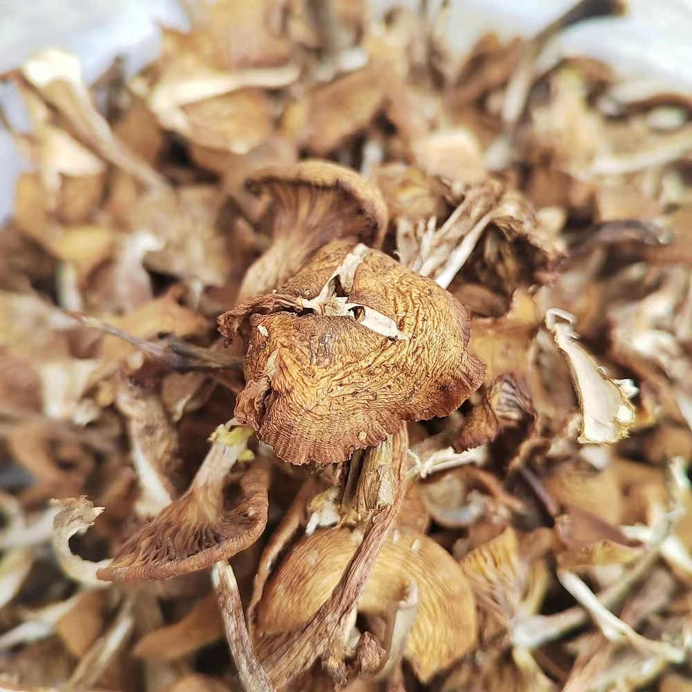 东北农家自然晾晒野生榛蘑（2023年新货）