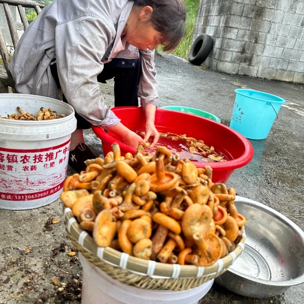 【侯向念专属】湘西食用农产品山货 时令蔬菜/特产/特色/土特产