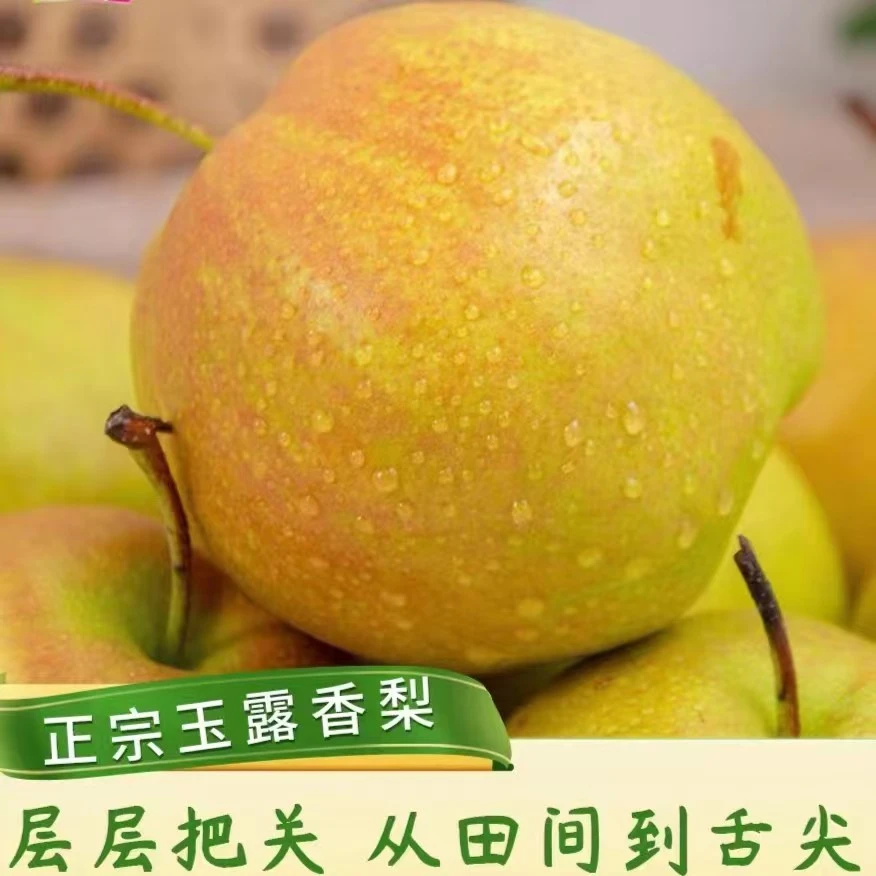 正宗新鲜玉露香梨香甜酥脆皮薄肉细无渣汁水充盈果园直发