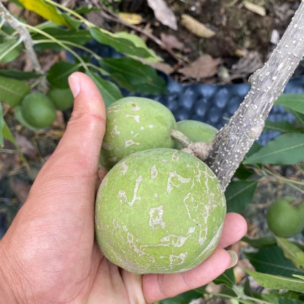 白柿冰激凌果洛华树，容易挂果高产，甜滑