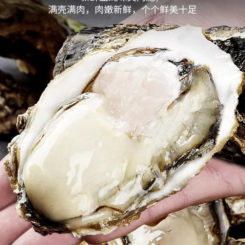 【乳山精品生蚝】5斤10斤原产地乳山鲜活刺身烧烤等烹饪食材顺丰发.