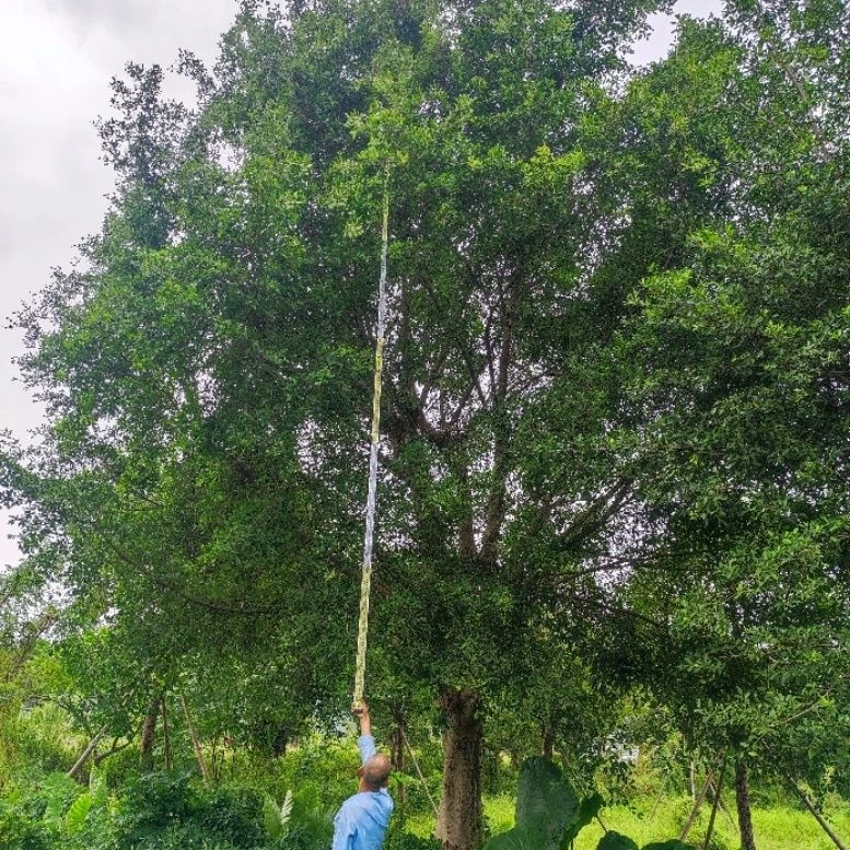 景观盆景小叶苗苗耐寒四季常青工程成林根须独木榕树树长创意庭院