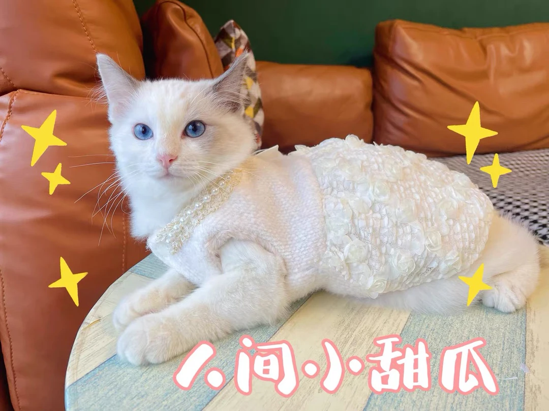 狗狗下单春秋款猫咪公主蓬蓬裙小香风珍珠小猫小型犬泰迪宠物秋冬