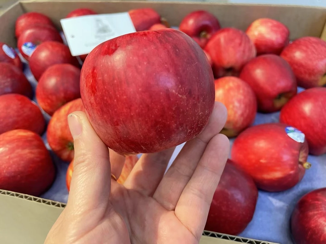 新西兰加力小苹果