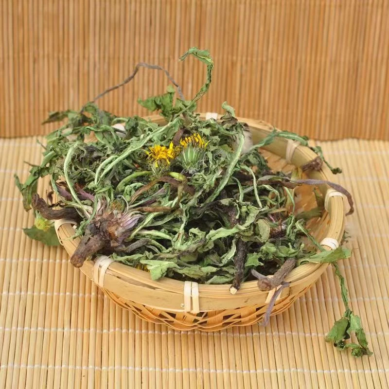 秦岭深山蒲公英根根