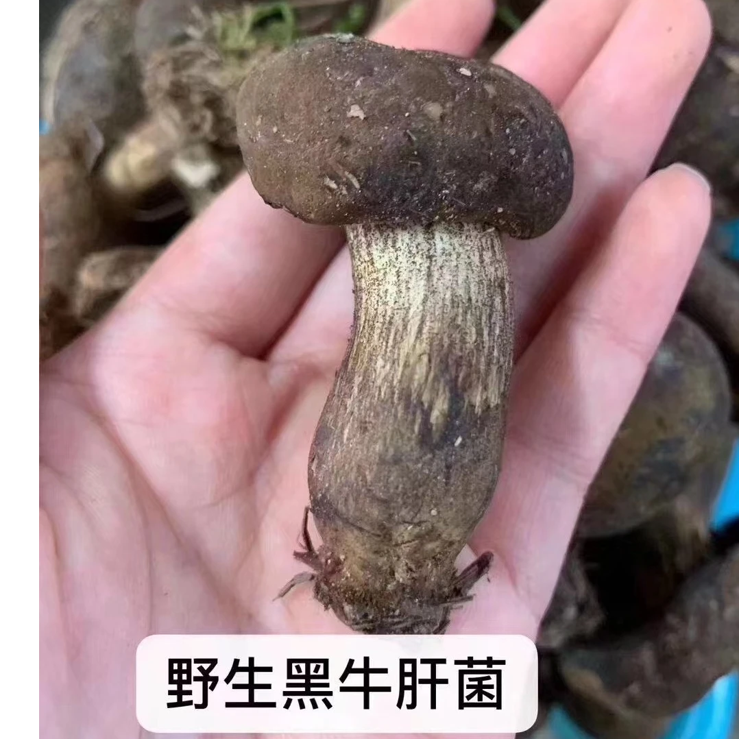 24年野生新鲜黑牛肝菌500g顺丰包邮