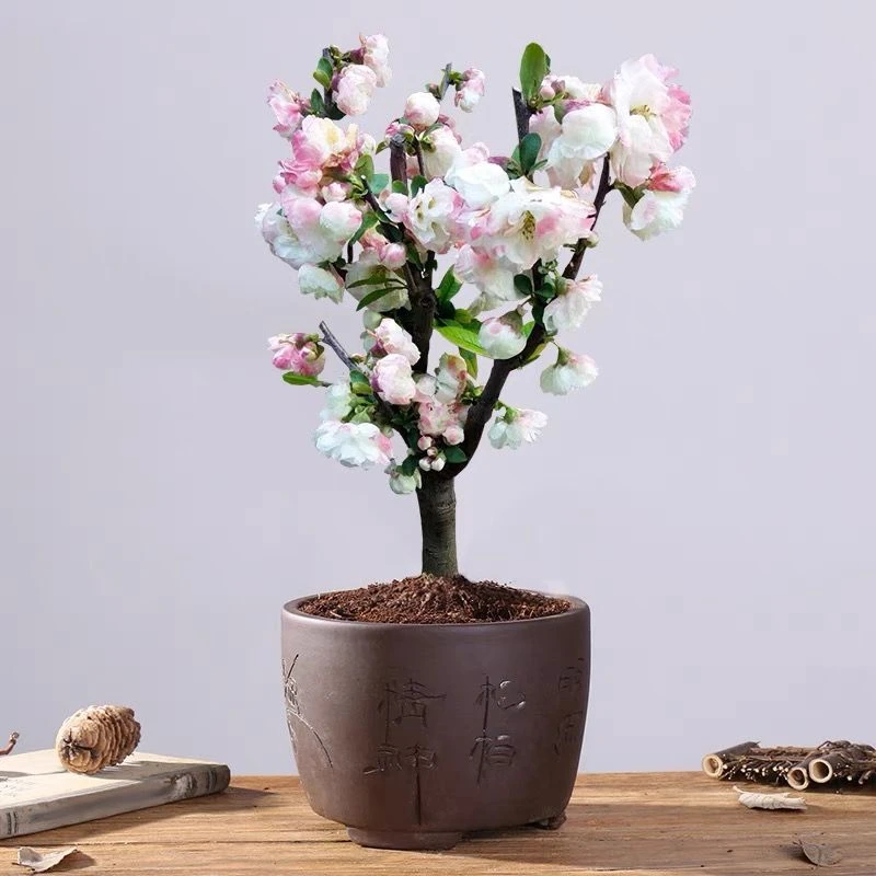 【小彩玉】小仙女海棠花苗花卉盆栽植物老桩盆景花卉