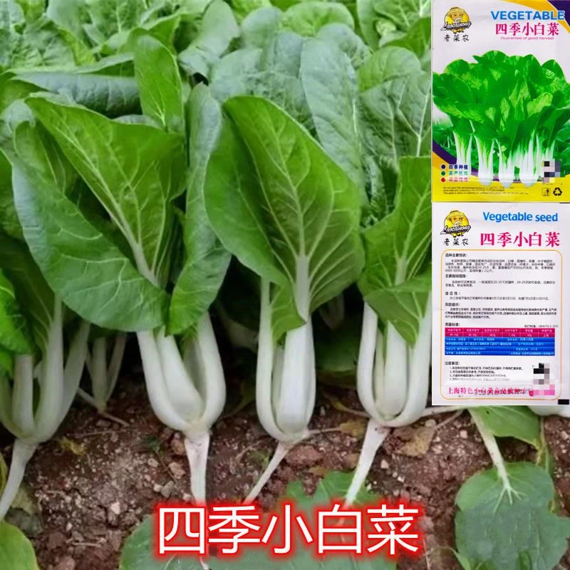 四季小白菜种子四季甜脆小白菜耐热四季种苗菜种子各种各样耐高温