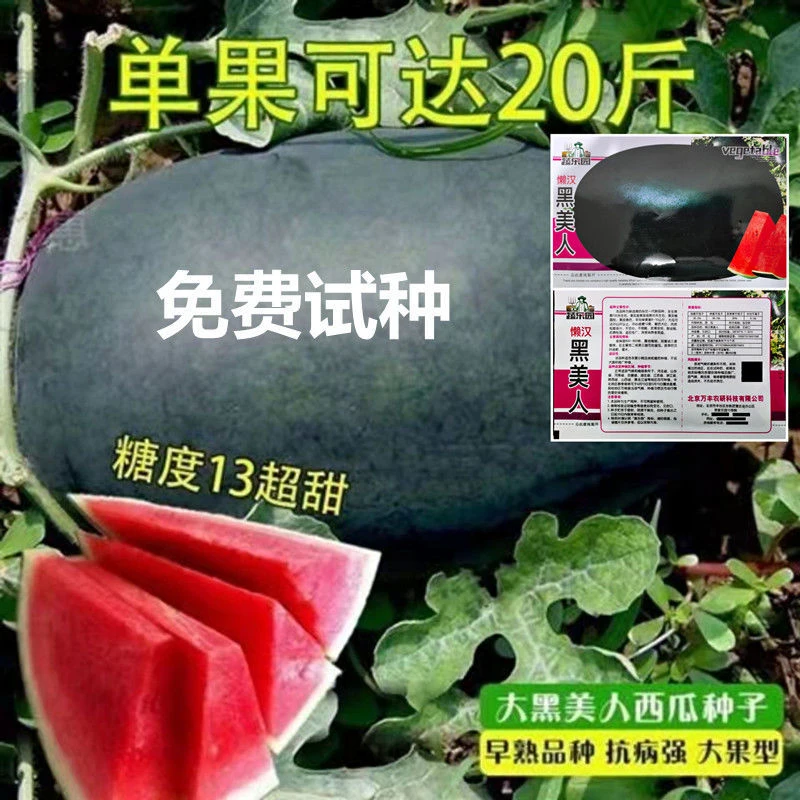 早熟超甜黑美人无籽西瓜播种种子西瓜种子巨型西瓜黑美人西瓜种子