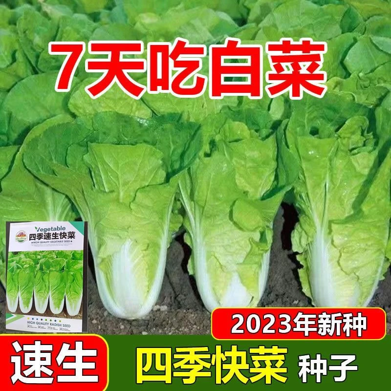【四季快菜种子】速生奶油小白菜早熟高产农家菜园耐热蔬菜种子孑