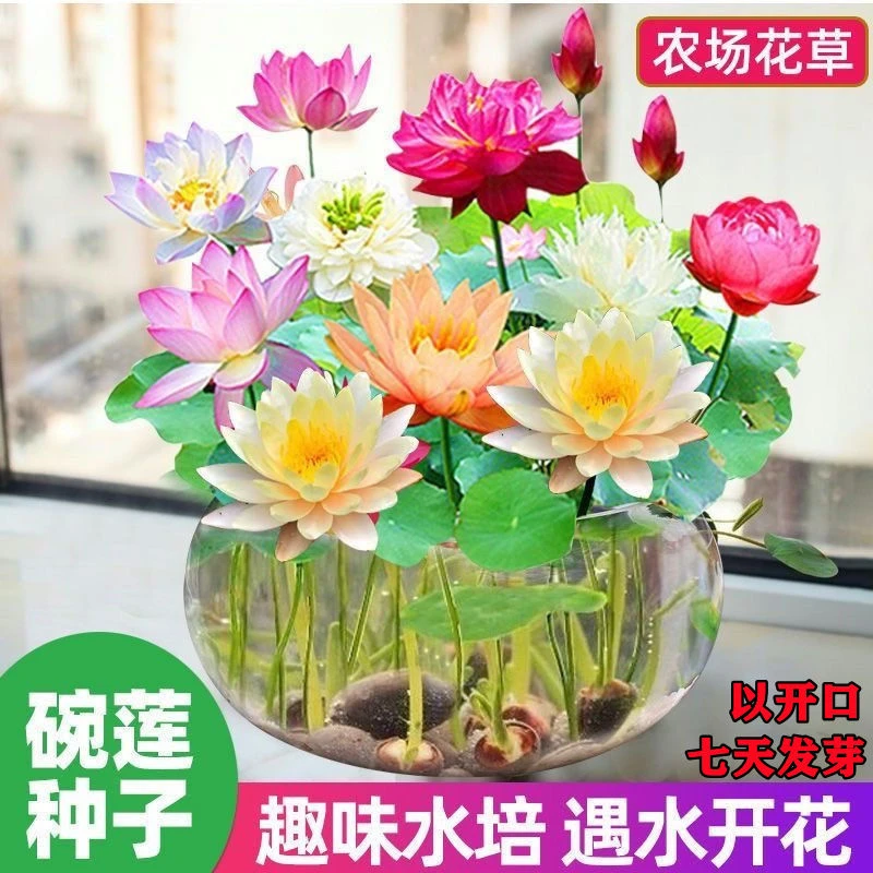 碗莲种子七彩五颜六色水培碗莲四季开花睡莲荷花绿植无土盆栽花卉