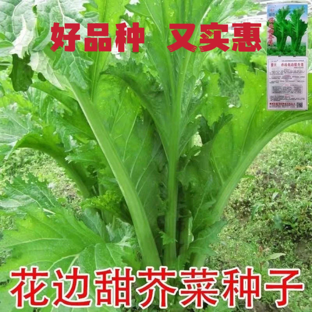 花边花叶青菜香芥菜新鲜 无筋非转基因四季蔬菜种子大全耐寒春菜