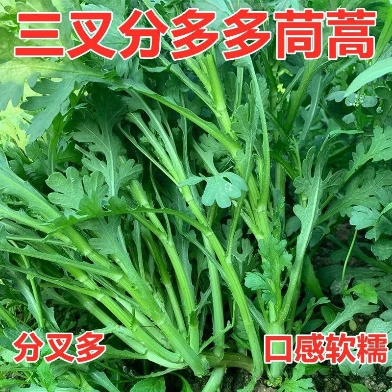 分多多中叶茼蒿青菜春菊菜种茼蒿菜四季蔬菜阳台盆栽耐热耐寒