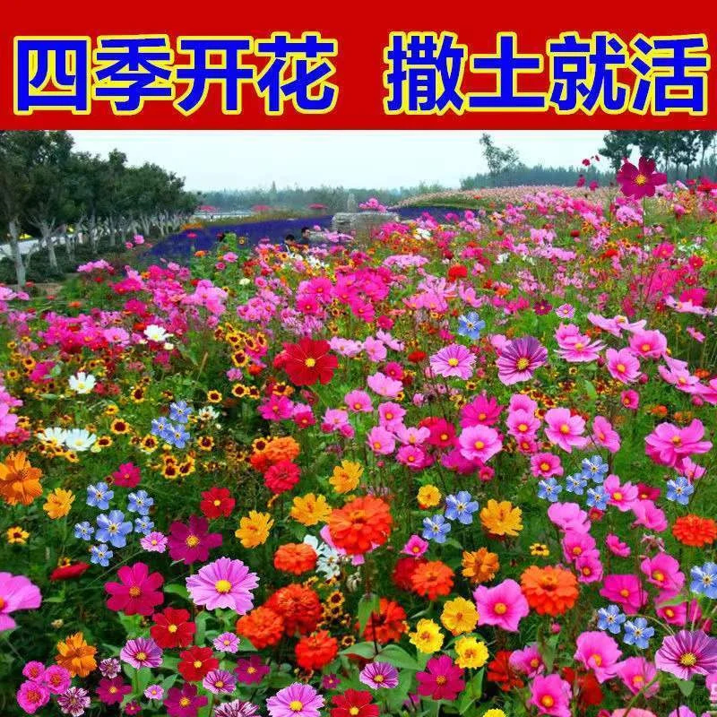 多年生野花组合种子混搭耐寒花草种子庭院易种植四季花籽