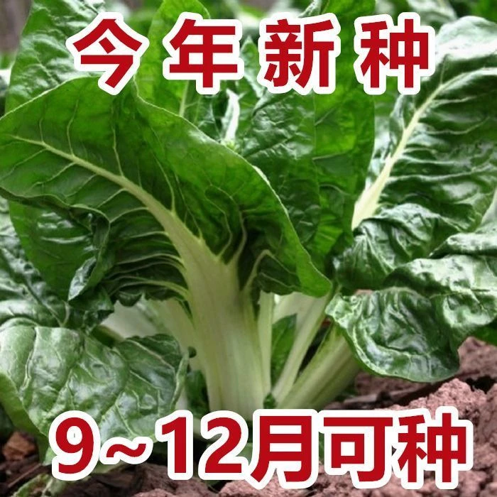【今年新种】牛皮菜种子根达菜厚皮菜厚合菜劈菜青菜蔬菜种子大全