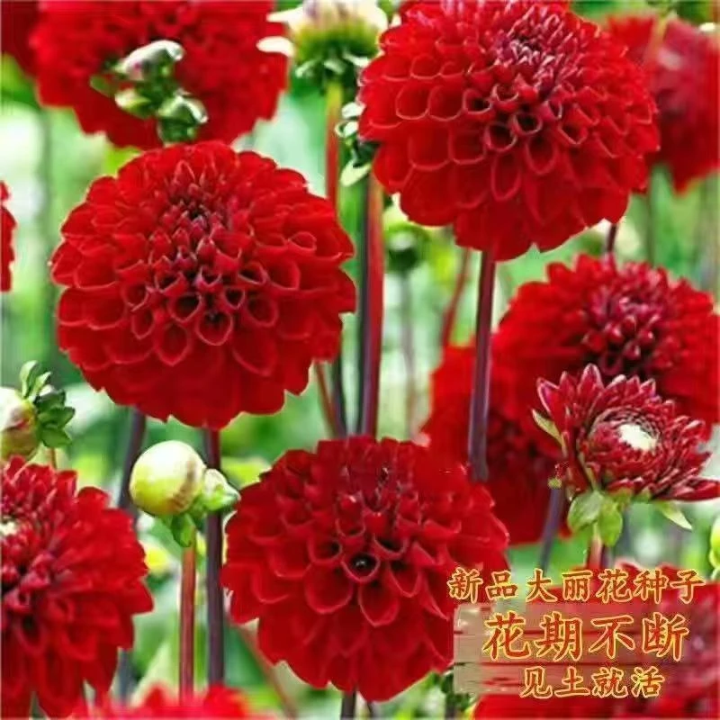 多色大丽花种子驱蚊虫四季开花庭院种植盆栽耐寒耐热植物花卉种子