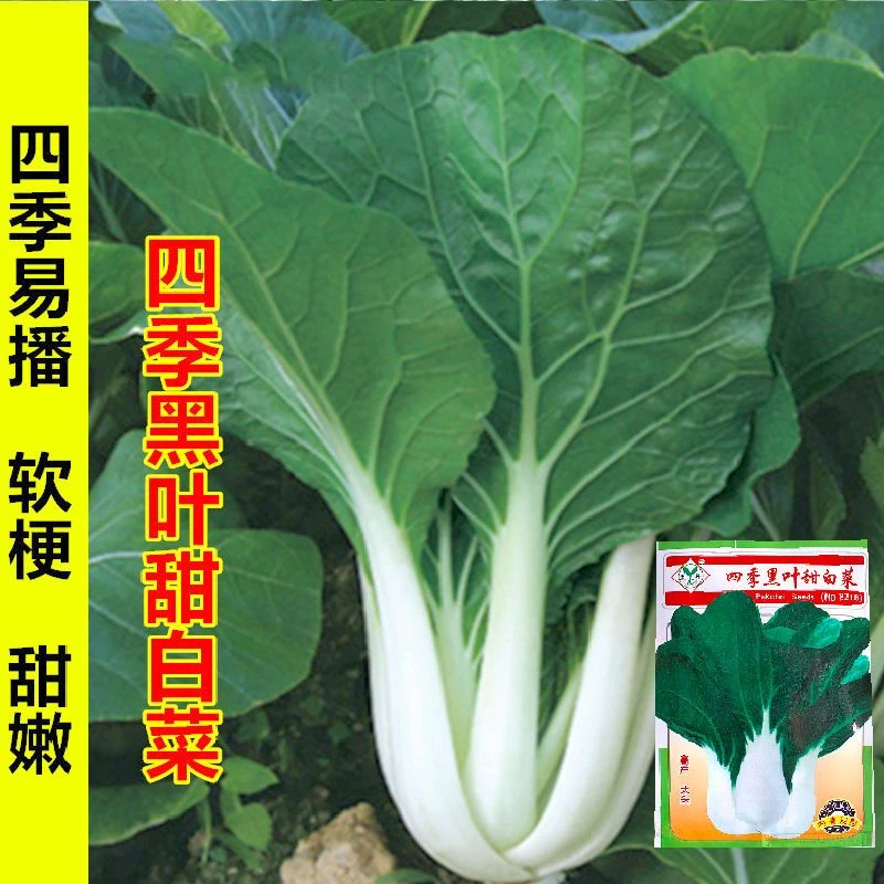 四季黑叶甜白菜种子高产中脚葵扇小白菜青菜籽春秋季盆栽蔬菜种孑