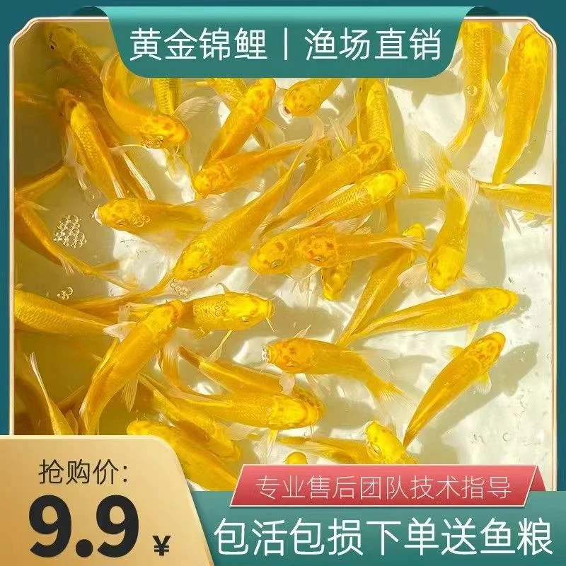 黄金招财锦鲤风水鱼淡水好养耐活冷水鱼小鱼观赏鱼黄金万两锦鲤鱼