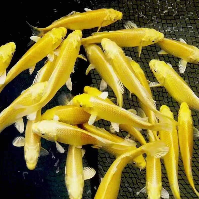 冷水观赏鱼龙凤锦鲤招财鱼活鱼好养耐活宠物金鱼黑白锦鲤观赏小鱼