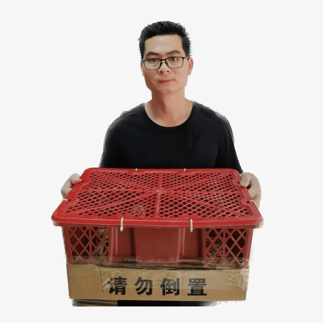 雄威狮头鹅特大种出壳苗（2只包正宗纯种）